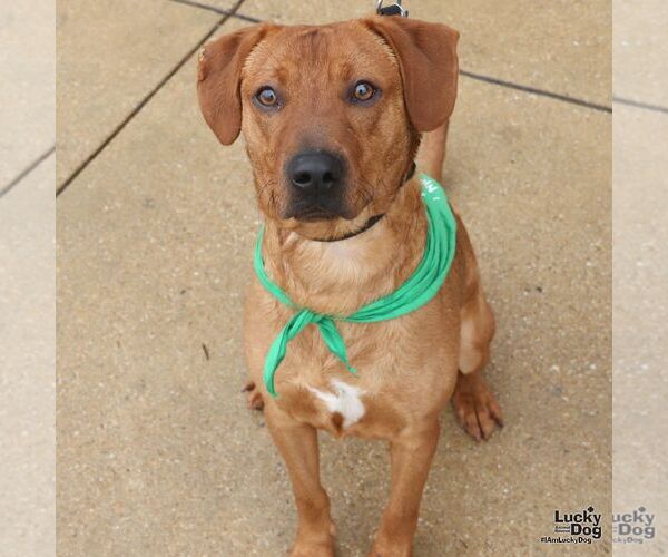 Medium Photo #4 Labrador Retriever-Retriever  Mix Puppy For Sale in Washington, DC, USA