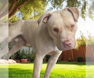 Mastador Dogs for adoption in Downey, CA, USA