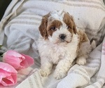 Puppy Apollo Cavapoo