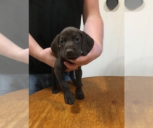 German Shorthaired Pointer Puppy for sale in CRETE, NE, USA