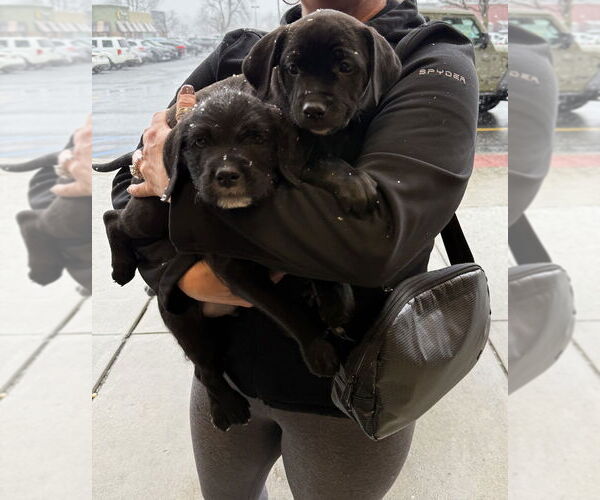 Medium Photo #8 Golden Retriever-Unknown Mix Puppy For Sale in Wenonah, NJ, USA