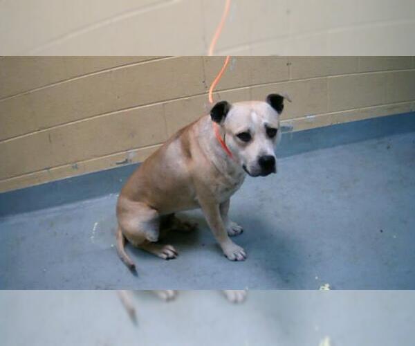 Medium Photo #1 American Pit Bull Terrier-Unknown Mix Puppy For Sale in Tulsa, OK, USA