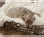 Small Photo #2 Goldendoodle-Poodle (Miniature) Mix Puppy For Sale in PALMETTO, FL, USA