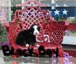 Puppy Black boy Bernese Mountain Dog