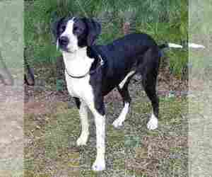 German Shorthaired Pointer-Great Dane Mix Dogs for adoption in ALPHARETTA, GA, USA