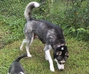 Mother of the Siberian Husky puppies born on 05/30/2025