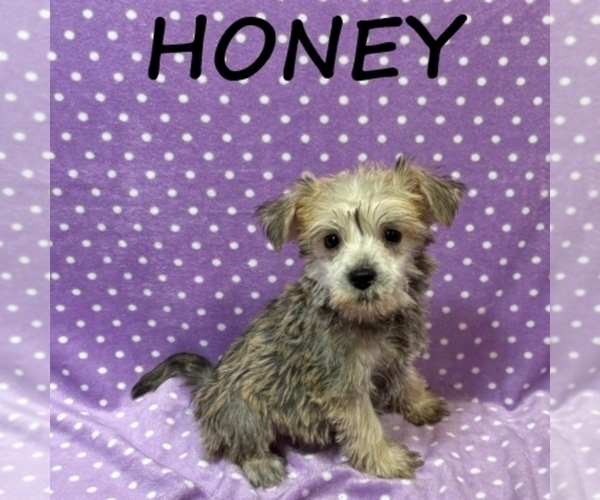 Medium Photo #2 Schnoodle (Miniature) Puppy For Sale in HARTLAND, MN, USA