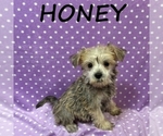 Small #1 Schnoodle (Miniature)