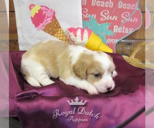 Cavachon Puppy for sale in LE MARS, IA, USA