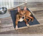 Small Photo #2 Mutt Puppy For Sale in Lakewood, CO, USA