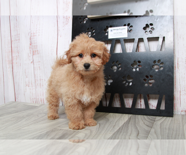 Medium Photo #3 Havachon-Poodle (Miniature) Mix Puppy For Sale in MARIETTA, GA, USA