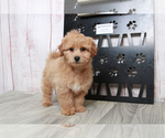 Small Photo #3 Havachon-Poodle (Miniature) Mix Puppy For Sale in MARIETTA, GA, USA