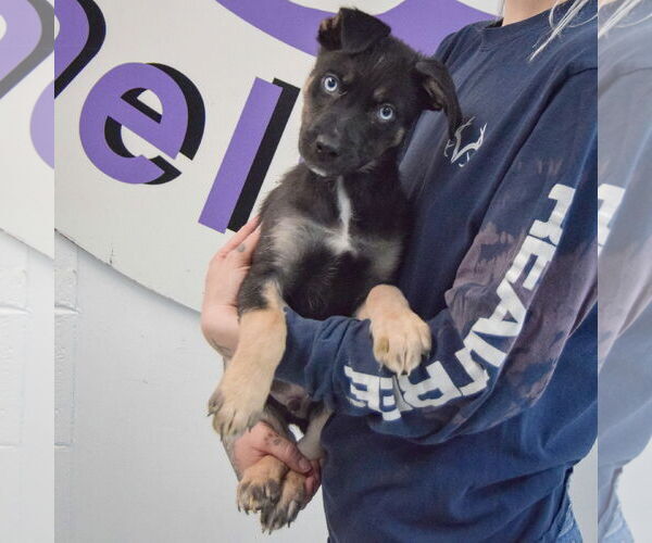 Medium Photo #3 Collie-German Shepherd Dog Mix Puppy For Sale in Huntley, IL, USA