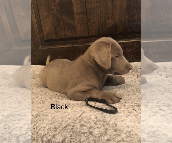 Medium Photo #2 Labrador Retriever Puppy For Sale in WEATHERFORD, TX, USA