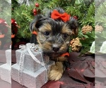 Small #3 Shorkie Tzu-Yorkshire Terrier Mix