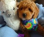 Puppy 2 Cavachon-Poodle (Miniature) Mix