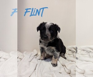 Australian Cattle Dog-Border Collie Mix Puppy for sale in HINCKLEY, MN, USA