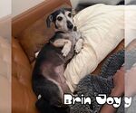 Small #36 Dachshund