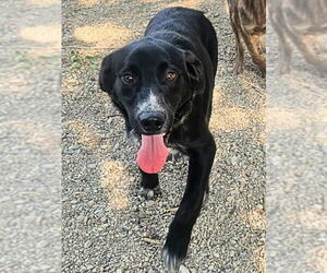 Labrador Retriever-Unknown Mix Dogs for adoption in Salt Lake City, UT, USA