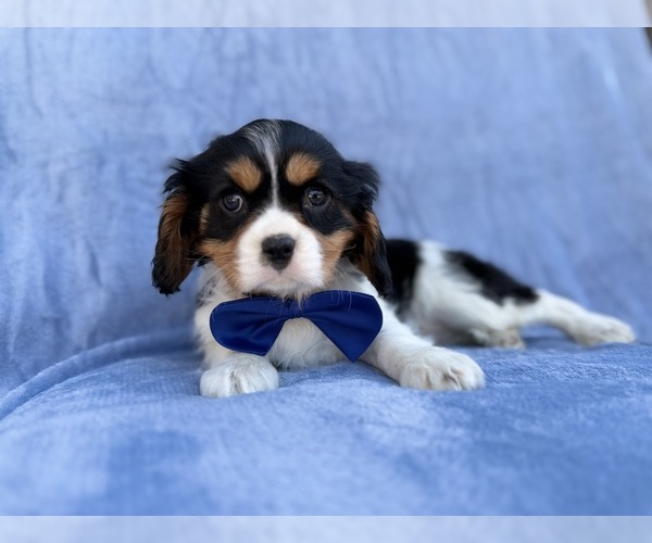 Medium Photo #8 Cavalier King Charles Spaniel Puppy For Sale in LAKELAND, FL, USA