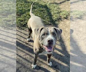 Mutt Dogs for adoption in Riverside, CA, USA