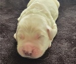 Puppy Astaire Golden Retriever