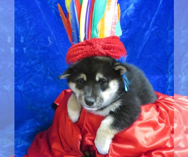 Medium Photo #6 Shiba Inu Puppy For Sale in NORWOOD, MO, USA