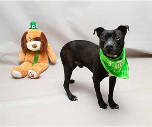 Labrador Retriever-Unknown Mix Dogs for adoption in Sanford, FL, USA
