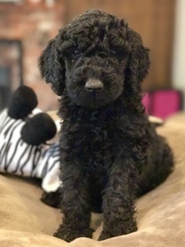 Medium Photo #1 Labradoodle Puppy For Sale in MEDFORD, OR, USA