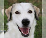 Small #3 Great Pyrenees Mix