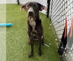 Small #1 Labrador Retriever Mix