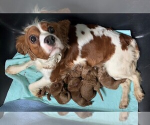 Mother of the Cavalier King Charles Spaniel-Poodle (Toy) Mix puppies born on 09/29/2020