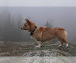 Small #17 Pembroke Welsh Corgi