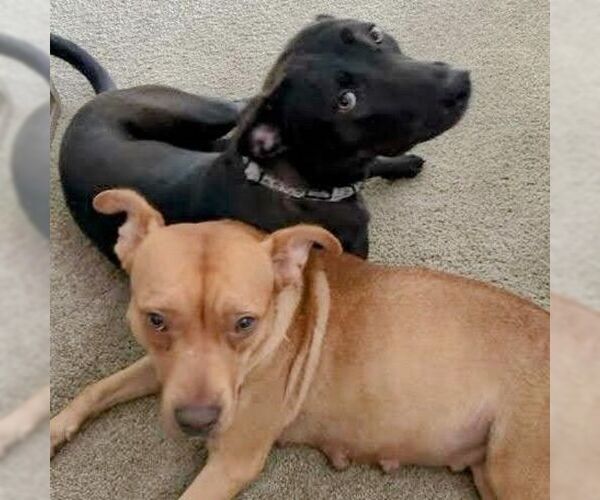 Medium Photo #5 American Staffordshire Terrier-Unknown Mix Puppy For Sale in columbia, SC, USA