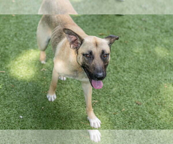Medium Photo #4 Mutt Puppy For Sale in Hilton Head, SC, USA