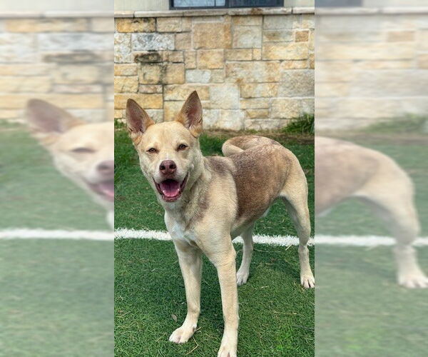 Medium Photo #1 Carolina Dog Puppy For Sale in Sugar Land, TX, USA