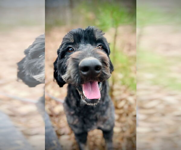 Medium Photo #4 Bernedoodle Puppy For Sale in Pacolet, SC, USA
