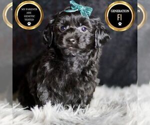 Medium YorkiePoo