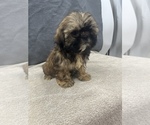 Small Photo #5 Shih Tzu Puppy For Sale in SAINT AUGUSTINE, FL, USA