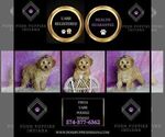 Small #6 Poodle (Miniature)