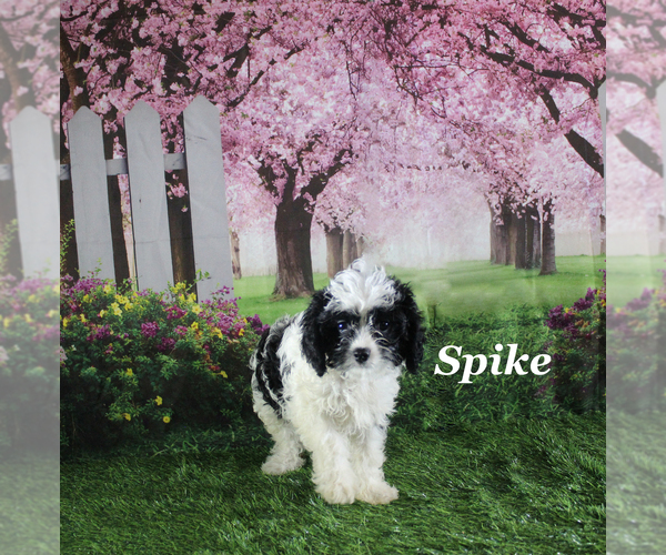 Medium Photo #18 Cavapoo Puppy For Sale in CHANUTE, KS, USA