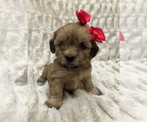 Shih-Poo Puppy for sale in HOUSTON, TX, USA