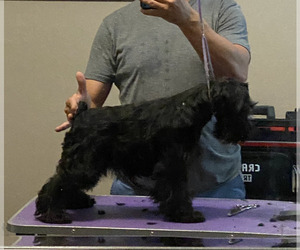 Medium Schnauzer (Miniature)