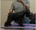 Puppy Puppy 3 Schnauzer (Miniature)