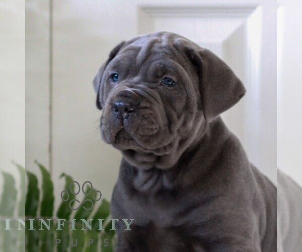 Medium Photo #2 Cane Corso Puppy For Sale in LANCASTER, PA, USA