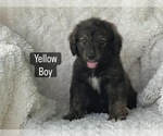 Small #10 Bernedoodle