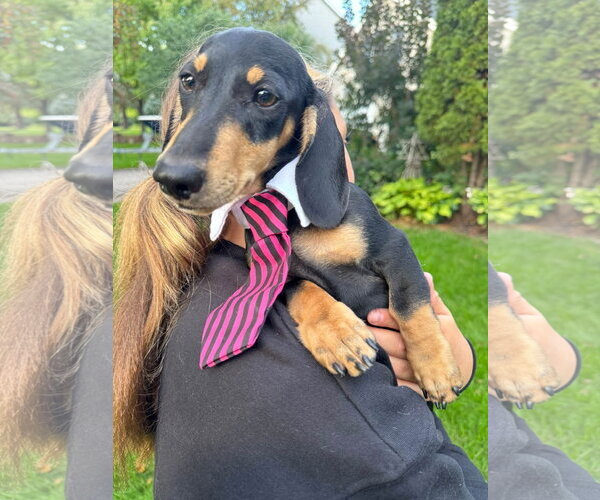 Medium Photo #5 Dachshund Puppy For Sale in St. Louis Park, MN, USA