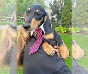 Lake - Male Dachshund Dog for Adoption - Photo #5