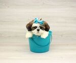 Small #1 Lhasa Apso