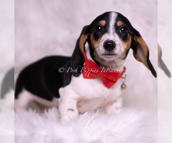 Medium Photo #3 Dachshund Puppy For Sale in WARSAW, IN, USA